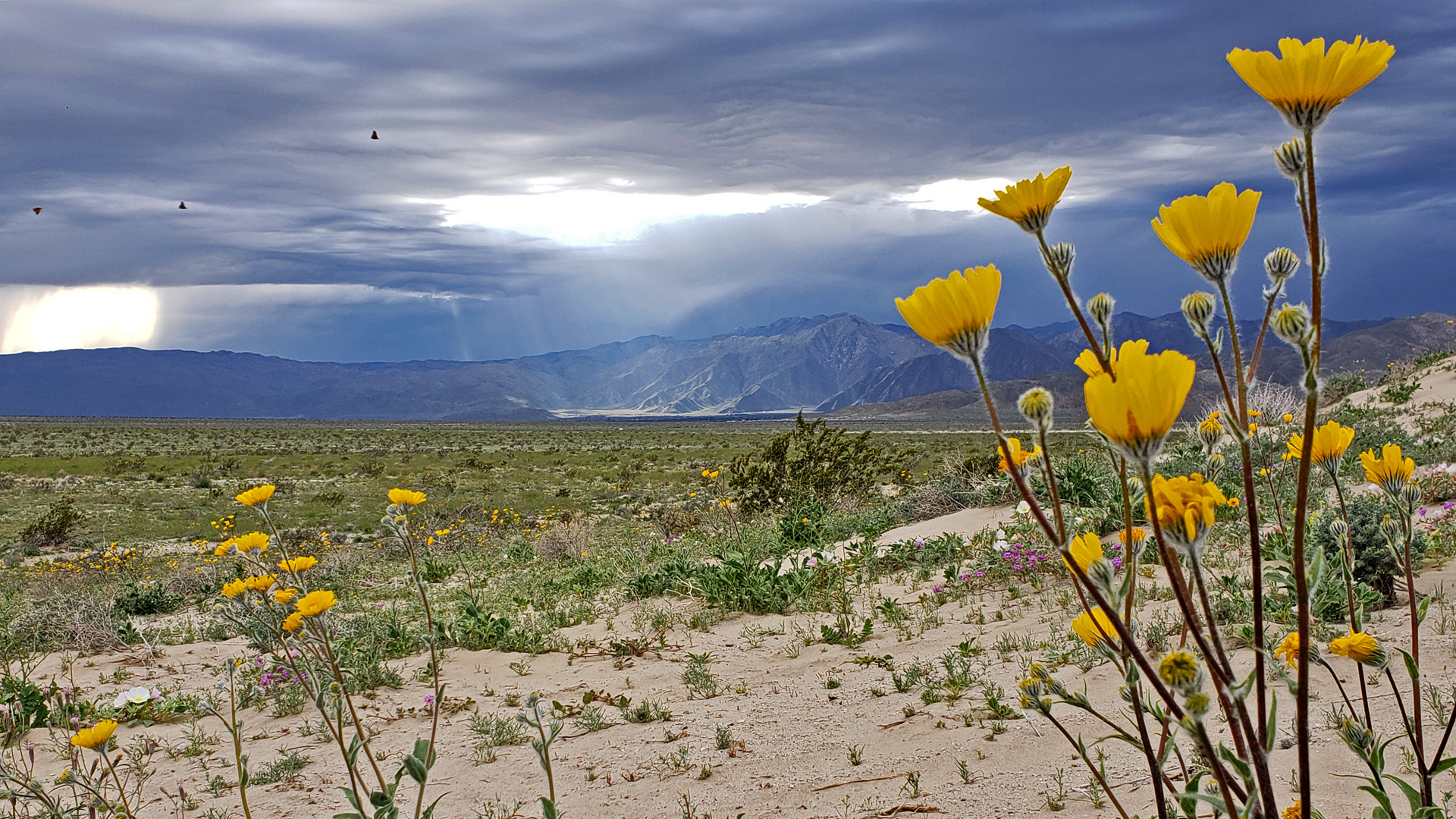 Borrego Springs, CA Superbloom 2019